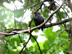 Chiroxiphia lanceolata