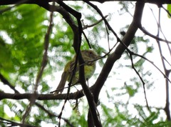 Atalotriccus pilaris