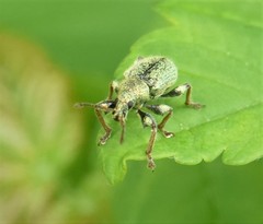 Phyllobius betulinus