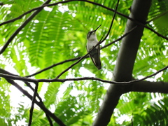 Chlorostilbon russatus