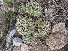 Gymnocalycium monvillei
