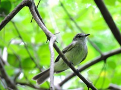 Myiopagis viridicata