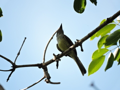 Myiarchus venezuelensis