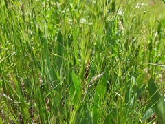 Aegilops biuncialis