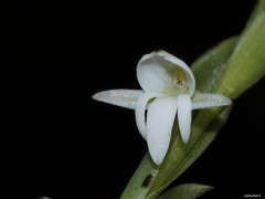 Habenaria heyneana
