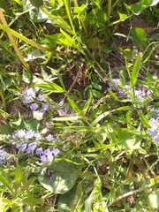 Veronica prostrata
