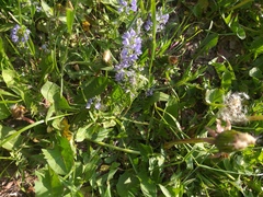Veronica prostrata