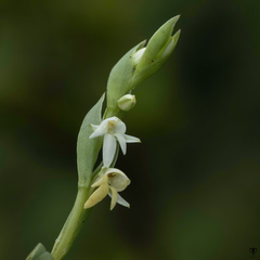 Habenaria heyneana