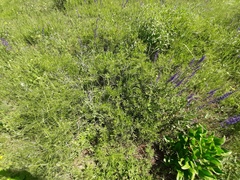 Rhamnus erythroxyloides