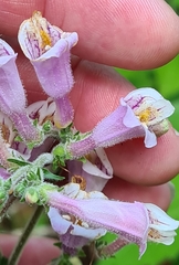 Penstemon