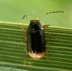 Cryptocephalus chrysopus