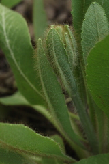 Meconopsis betonicifolia