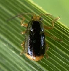 Cryptocephalus chrysopus