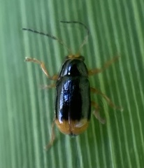 Cryptocephalus chrysopus