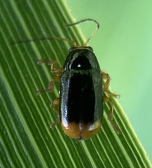 Cryptocephalus chrysopus