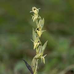 Habenaria heyneana