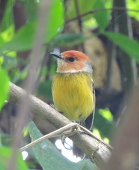 Poecilotriccus ruficeps