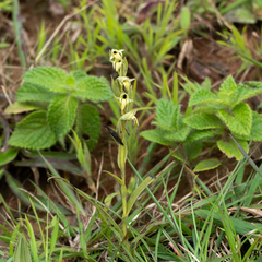 Habenaria heyneana