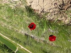 Papaver pavoninum ocellatum
