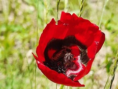 Papaver pavoninum ocellatum