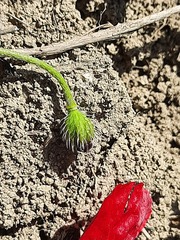 Papaver pavoninum ocellatum