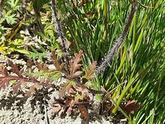 Papaver pavoninum ocellatum