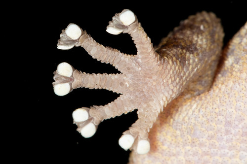 Phyllodactylidae image