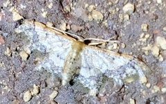 Idaea furciferata