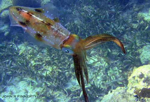 Caribbean Reef Squid
