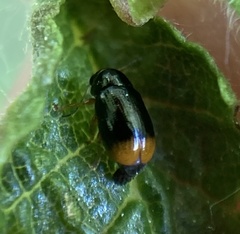 Cryptocephalus chrysopus