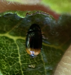 Cryptocephalus chrysopus