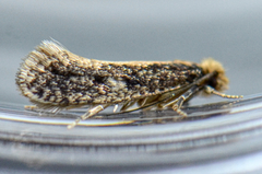 Monopis marginistrigella