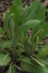 Meconopsis betonicifolia