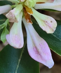 Rhododendron