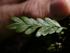 Tmesipteris lanceolata