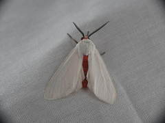 Pygarctia roseicapitis