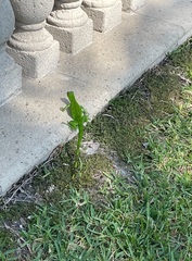 Iguana iguana