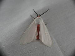 Pygarctia roseicapitis