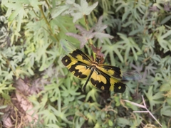 Rhyothemis variegata