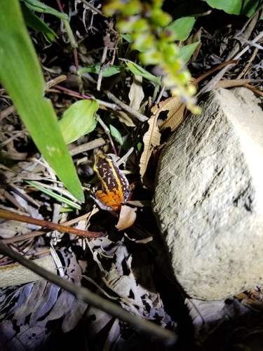 Hispaniolan Red-rumped Frog, Eleutherodactylus weinlandi