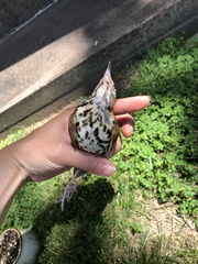 Hylocichla mustelina