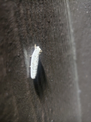 Yponomeuta multipunctella