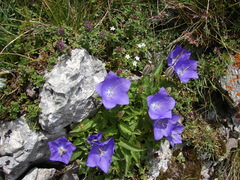 Campanula carpatica