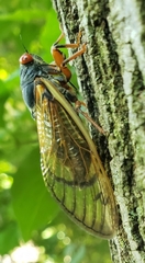Magicicada septendecula