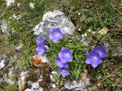 Campanula carpatica