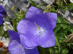 Campanula carpatica
