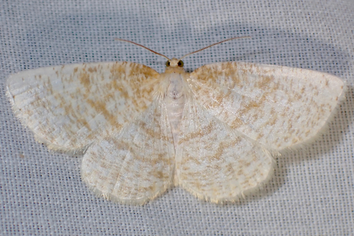 False Yellow-dusted Cream