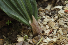 Cremastra appendiculata variabilis