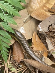 Ophisaurus ventralis