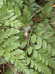 Ophisaurus ventralis